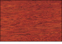 Eucalyptus